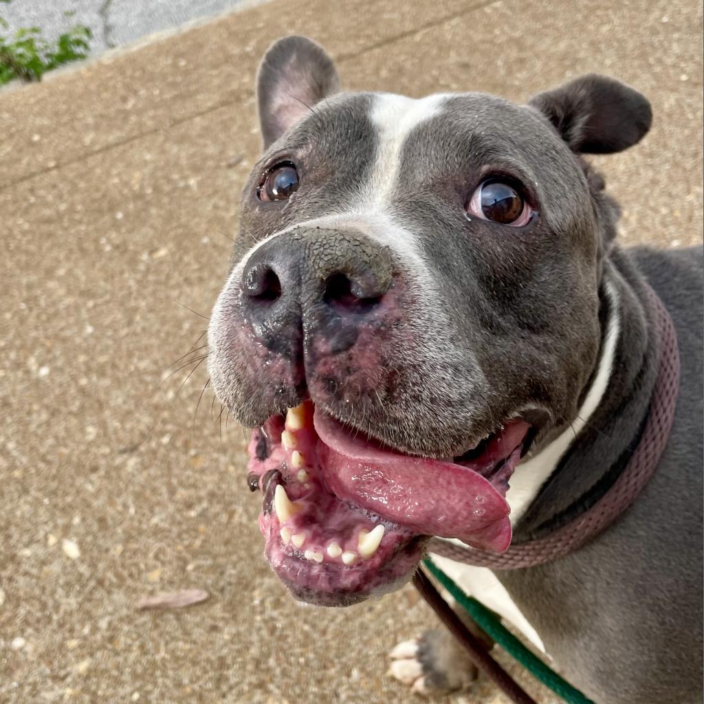 Wade, an adoptable Terrier in St. Louis, MO, 63103 | Photo Image 4