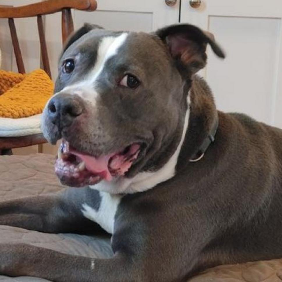 Wade, an adoptable Terrier in St. Louis, MO, 63103 | Photo Image 5