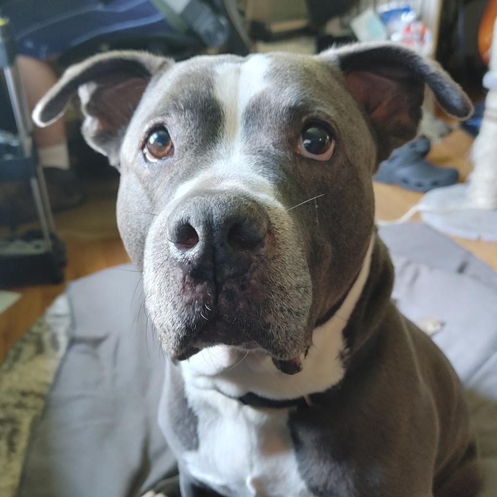 Wade, an adoptable Terrier in St. Louis, MO, 63103 | Photo Image 6