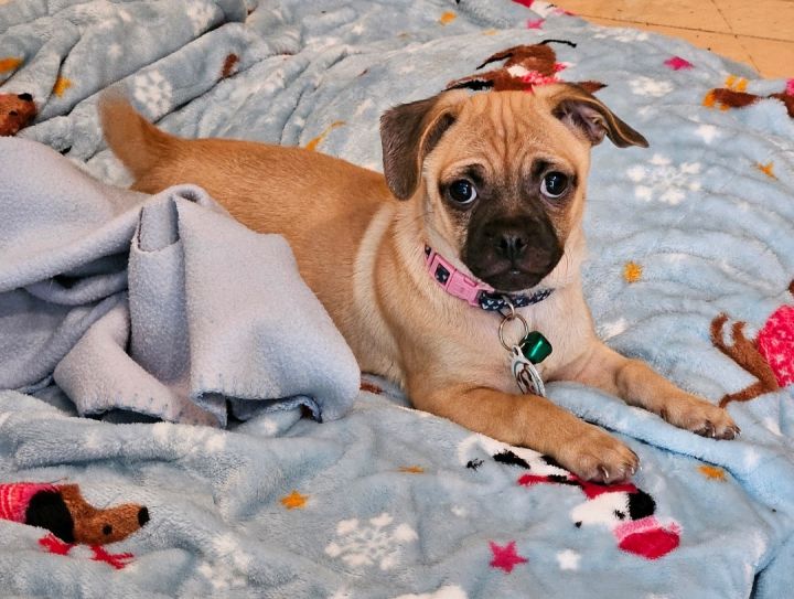 Chiweenie pug hot sale