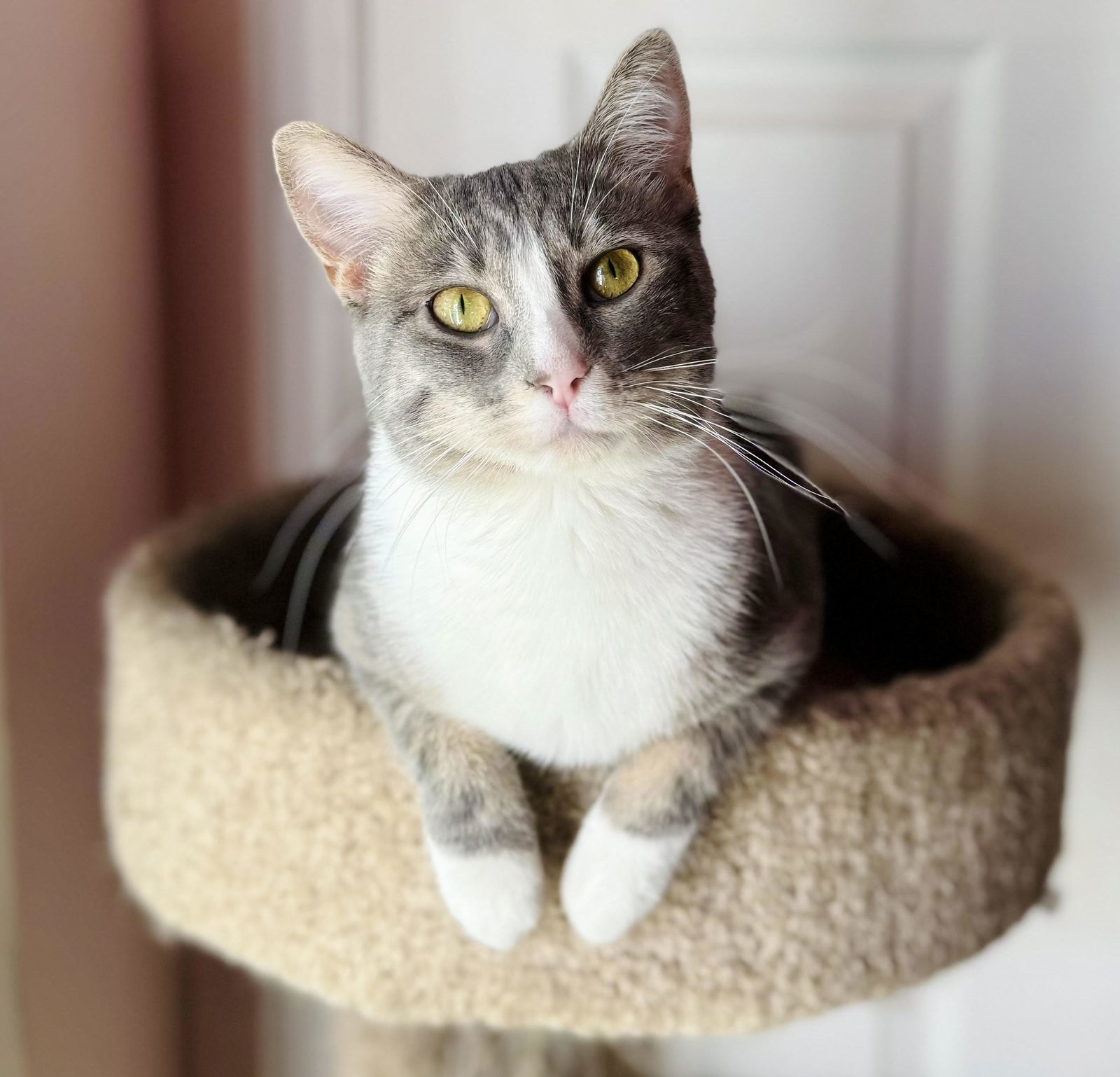 Sox, an adoptable Tabby, Domestic Short Hair in Mankato, MN, 56001 | Photo Image 1