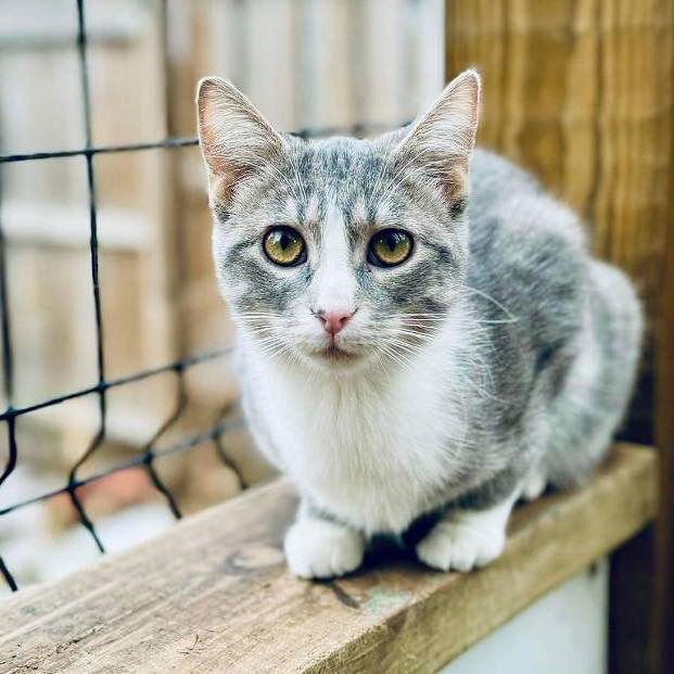 Sox, an adoptable Tabby, Domestic Short Hair in Mankato, MN, 56001 | Photo Image 2