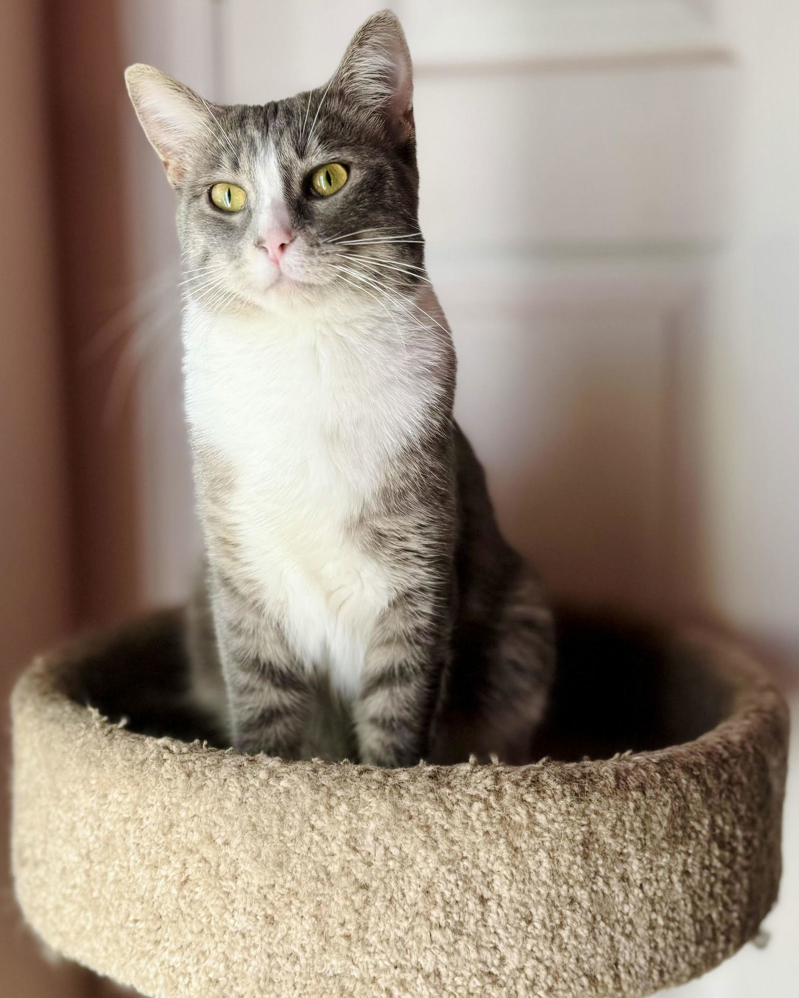 Sox, an adoptable Tabby, Domestic Short Hair in Mankato, MN, 56001 | Photo Image 2