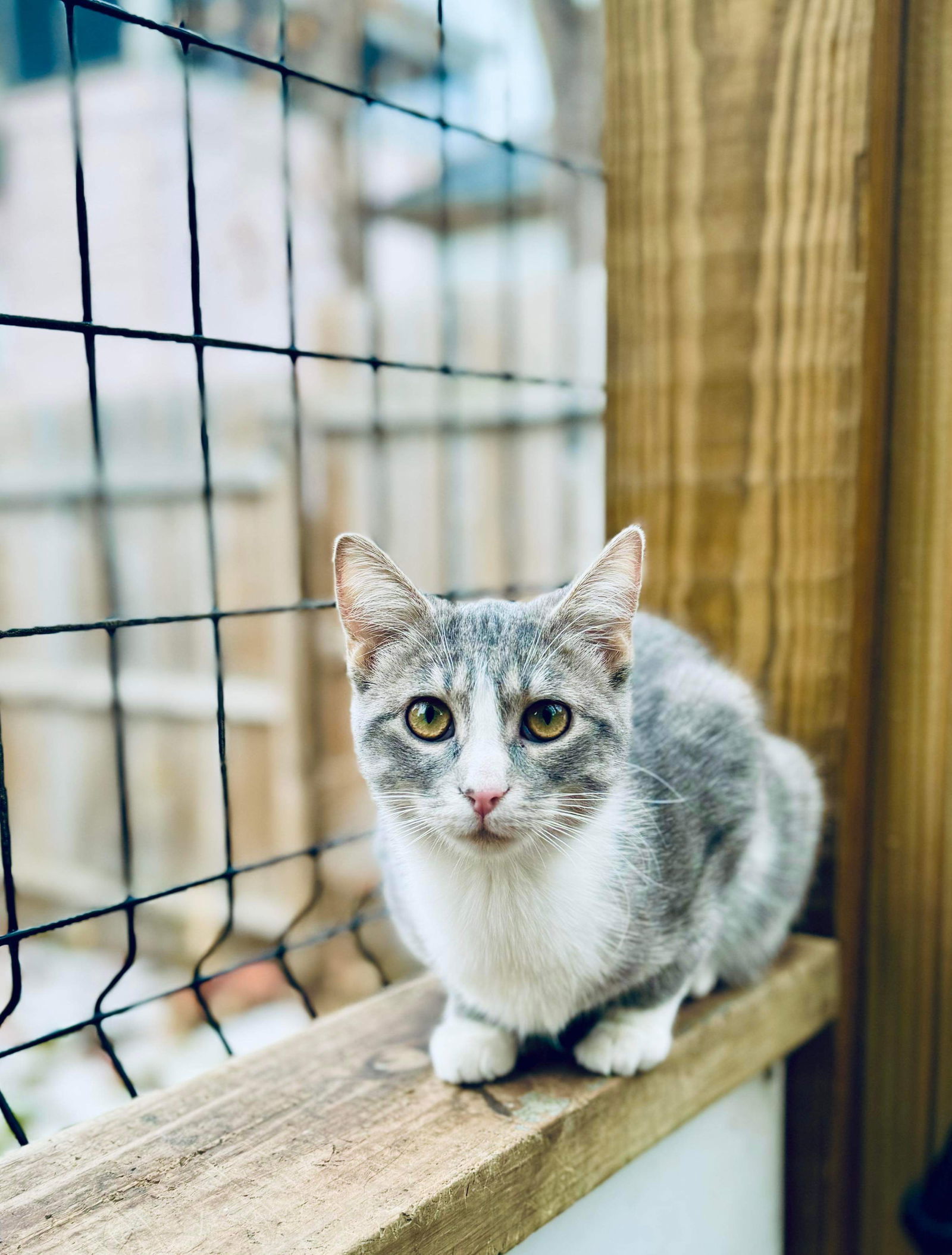 Sox, an adoptable Tabby, Domestic Short Hair in Mankato, MN, 56001 | Photo Image 3