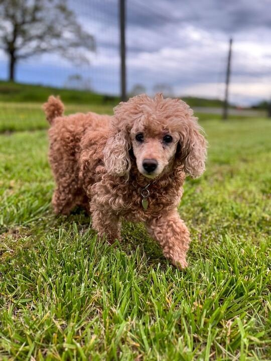 Bella best sale standard poodles