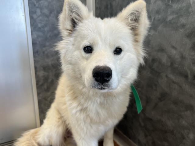 Petfinder samoyed 2024