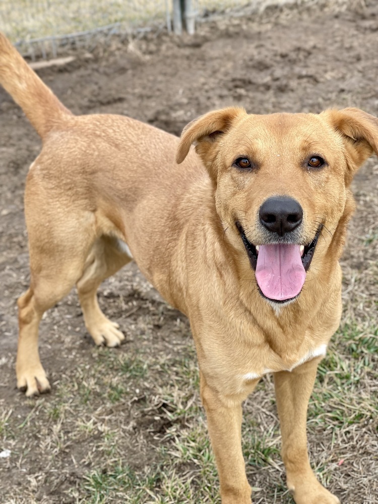 Kevin, an adoptable German Shepherd Dog, Weimaraner in Bolivar, MO, 65613 | Photo Image 1