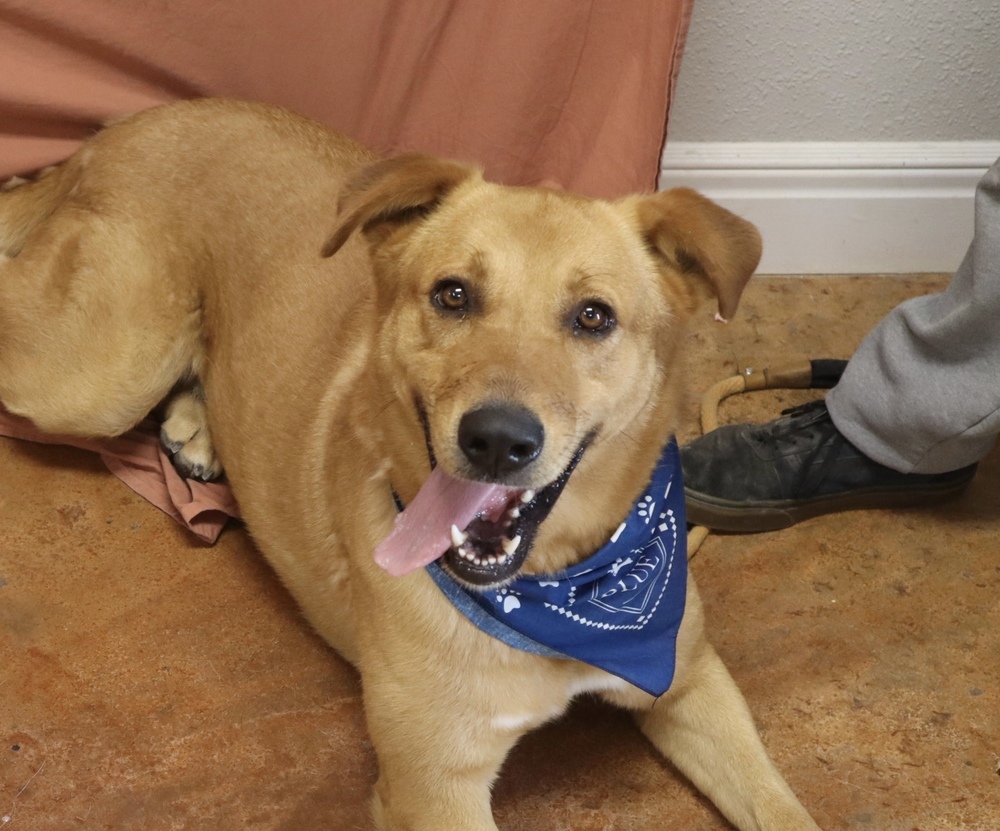 Kevin, an adoptable German Shepherd Dog, Weimaraner in Bolivar, MO, 65613 | Photo Image 3