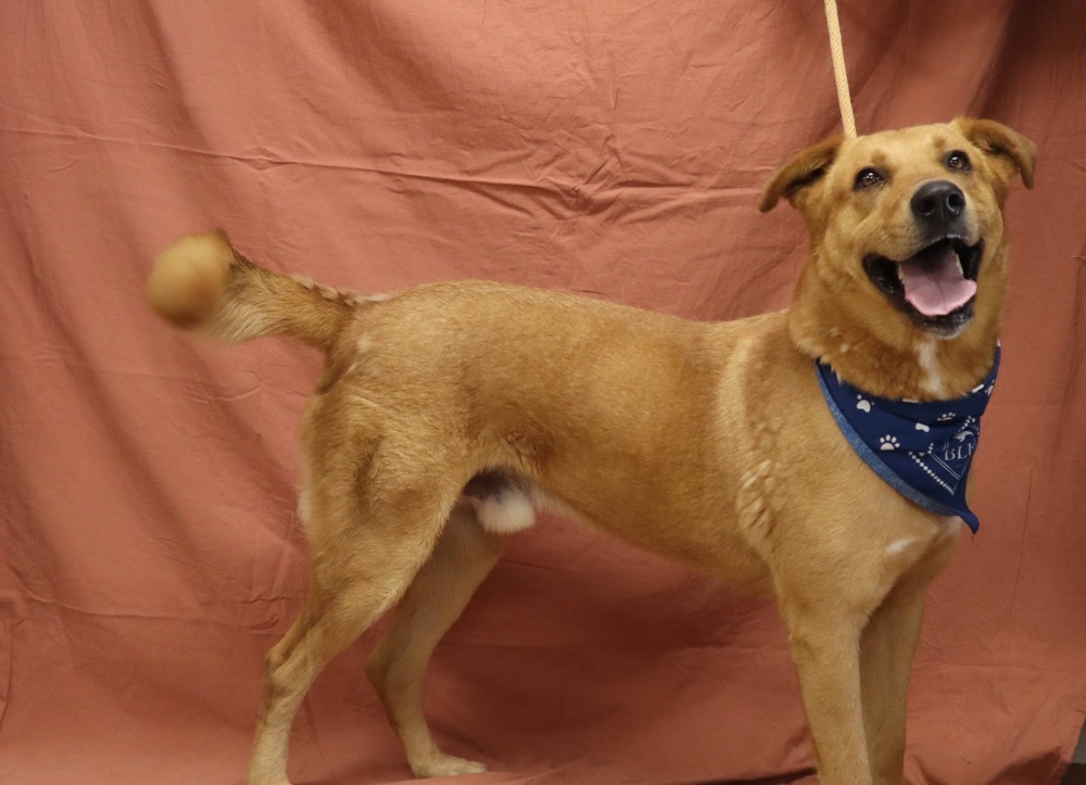 Kevin, an adoptable German Shepherd Dog, Weimaraner in Bolivar, MO, 65613 | Photo Image 4