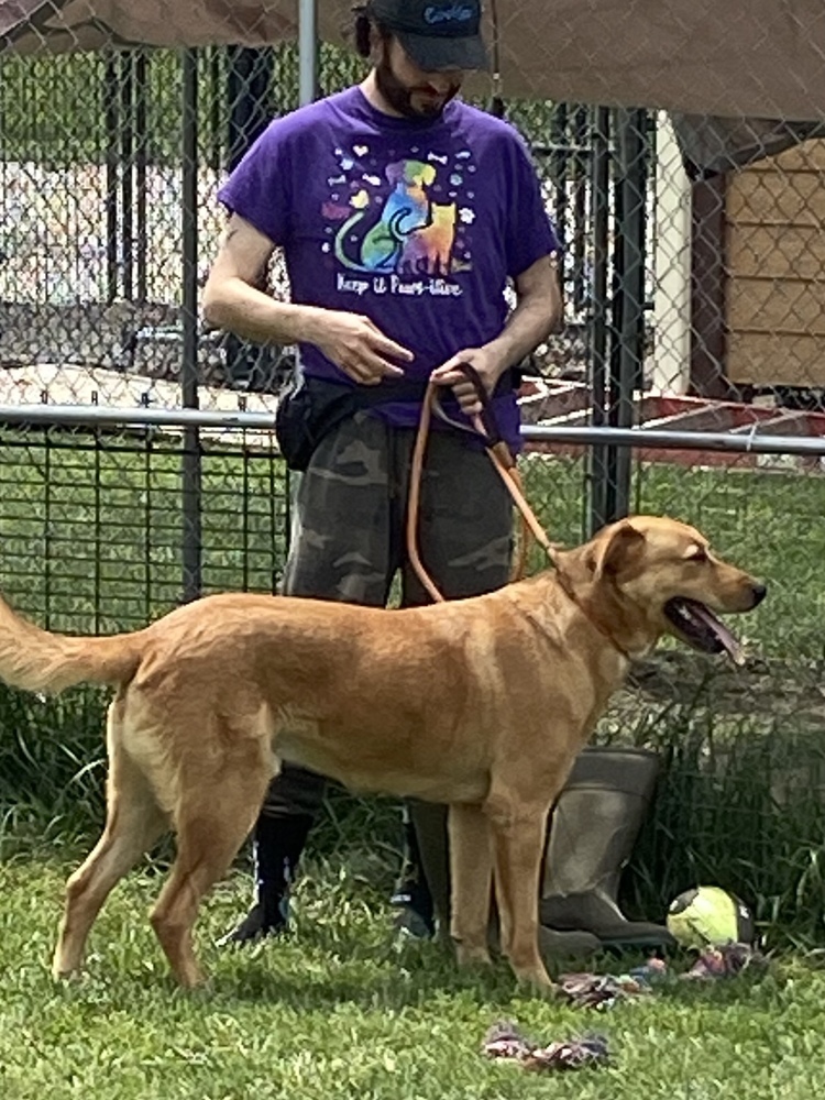 Kevin, an adoptable German Shepherd Dog, Weimaraner in Bolivar, MO, 65613 | Photo Image 6