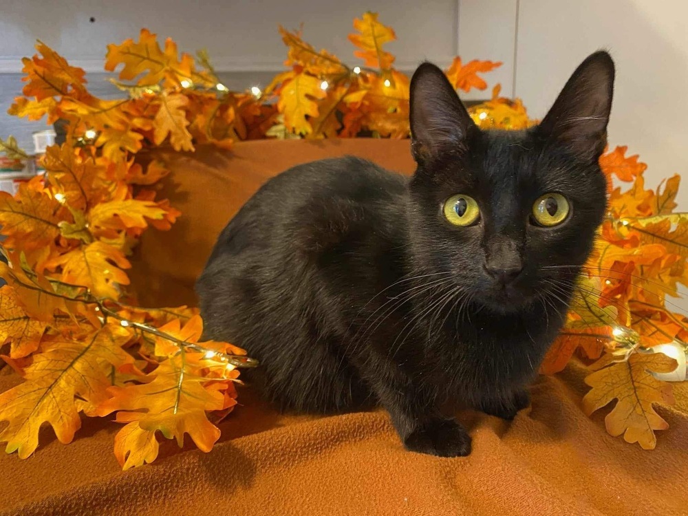 Lady Tremaine, an adoptable Domestic Short Hair in Bolivar, MO, 65613 | Photo Image 1