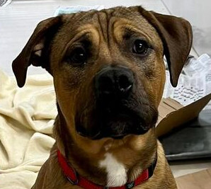 Dog for adoption - Paco, a Pit Bull Terrier & Boxer Mix in Leadville ...