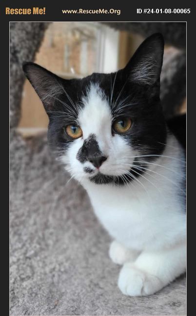 Angelo, an adoptable Domestic Short Hair in Woodsfield, OH, 43793 | Photo Image 1