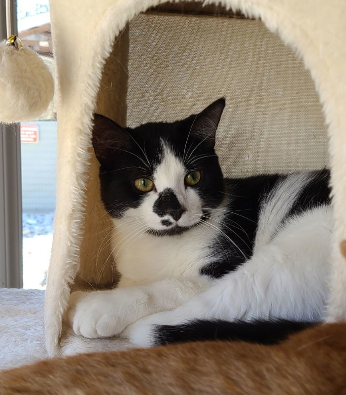 Angelo, an adoptable Domestic Short Hair in Woodsfield, OH, 43793 | Photo Image 2