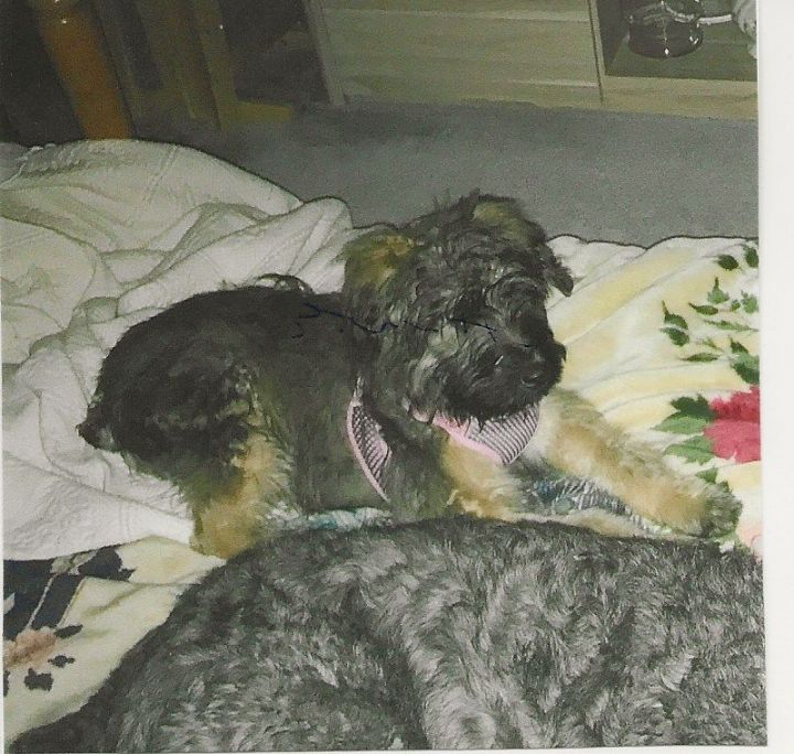 Petfinder bouvier 2024