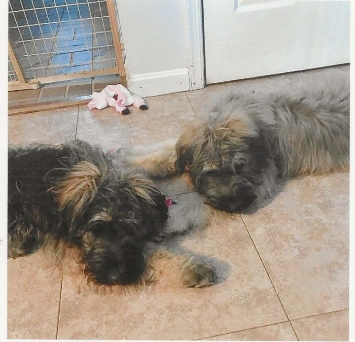 Petfinder bouvier hot sale