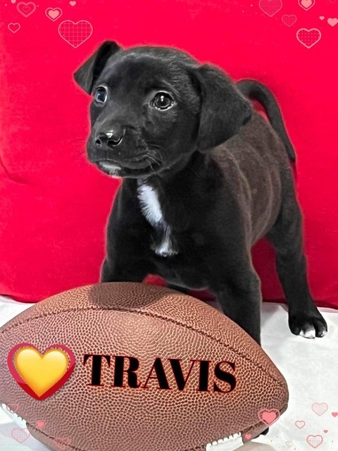 Travis (The Sweethearts)