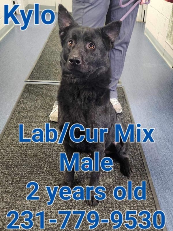 Dogs at Wexford County Animal Shelter Shelter Animal