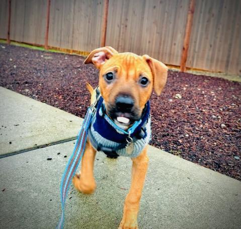 Dog for adoption Buddy a Mixed Breed in Puyallup WA Petfinder