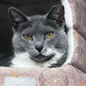 Florence, Adult Female Domestic Short Hair