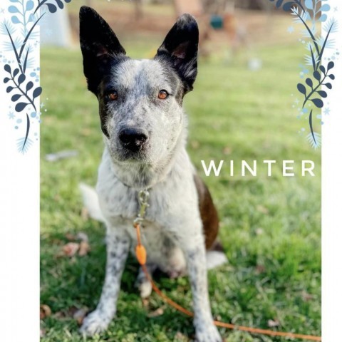 Winter, an adoptable Australian Cattle Dog / Blue Heeler in Rockville, MD_image-3