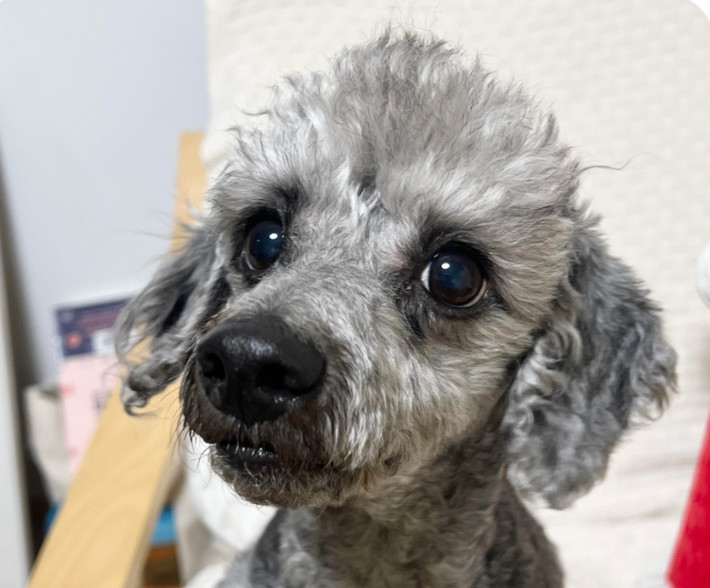 Petfinder miniature outlet poodle