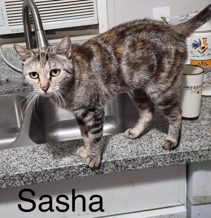 SASHA 1