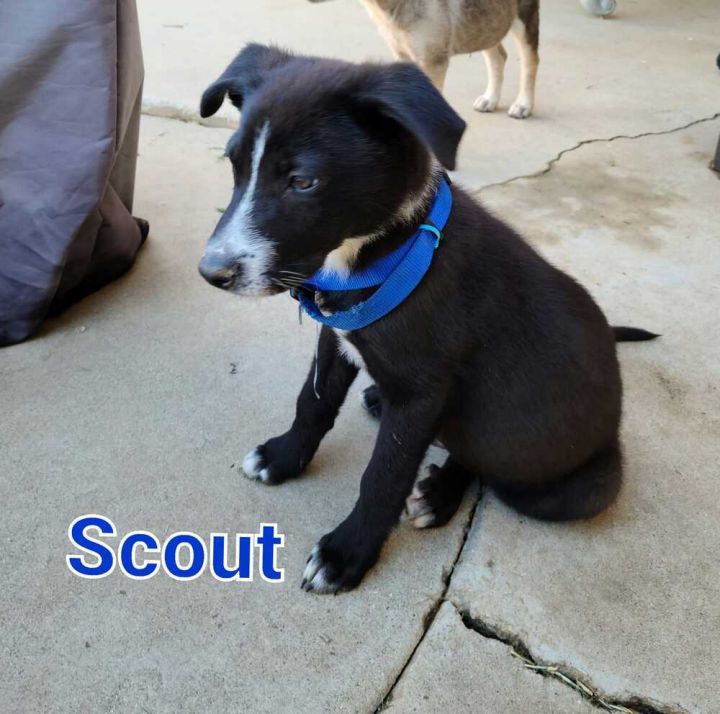 Scout 1