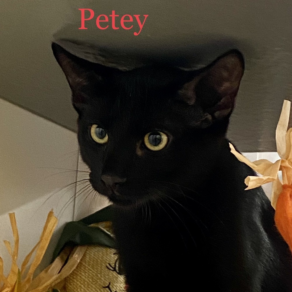 Petey detail page