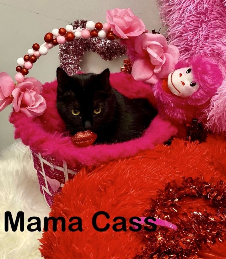 Cat for adoption Mama Cass a Bombay Domestic Short Hair Mix