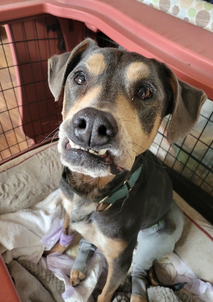 Brenda, an adoptable Hound in Cortez, CO, 81321 | Photo Image 1