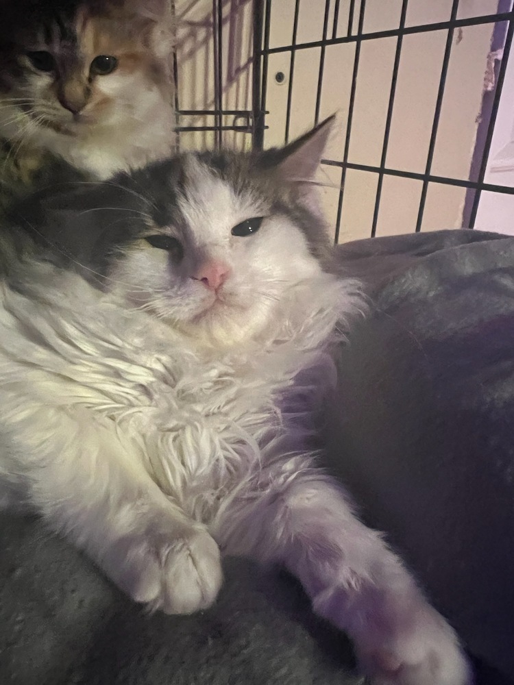 Brad, an adoptable Domestic Long Hair in Thatcher, AZ, 85552 | Photo Image 1