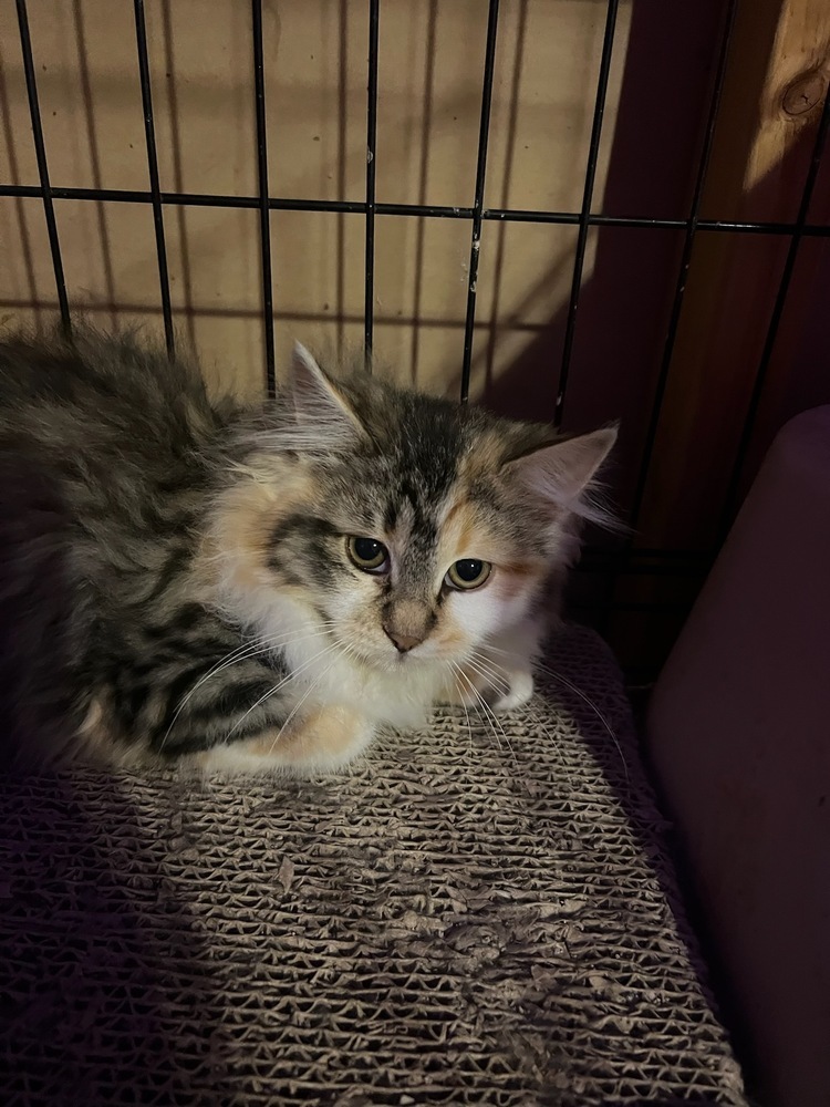 Maiya, an adoptable Domestic Long Hair in Thatcher, AZ, 85552 | Photo Image 1