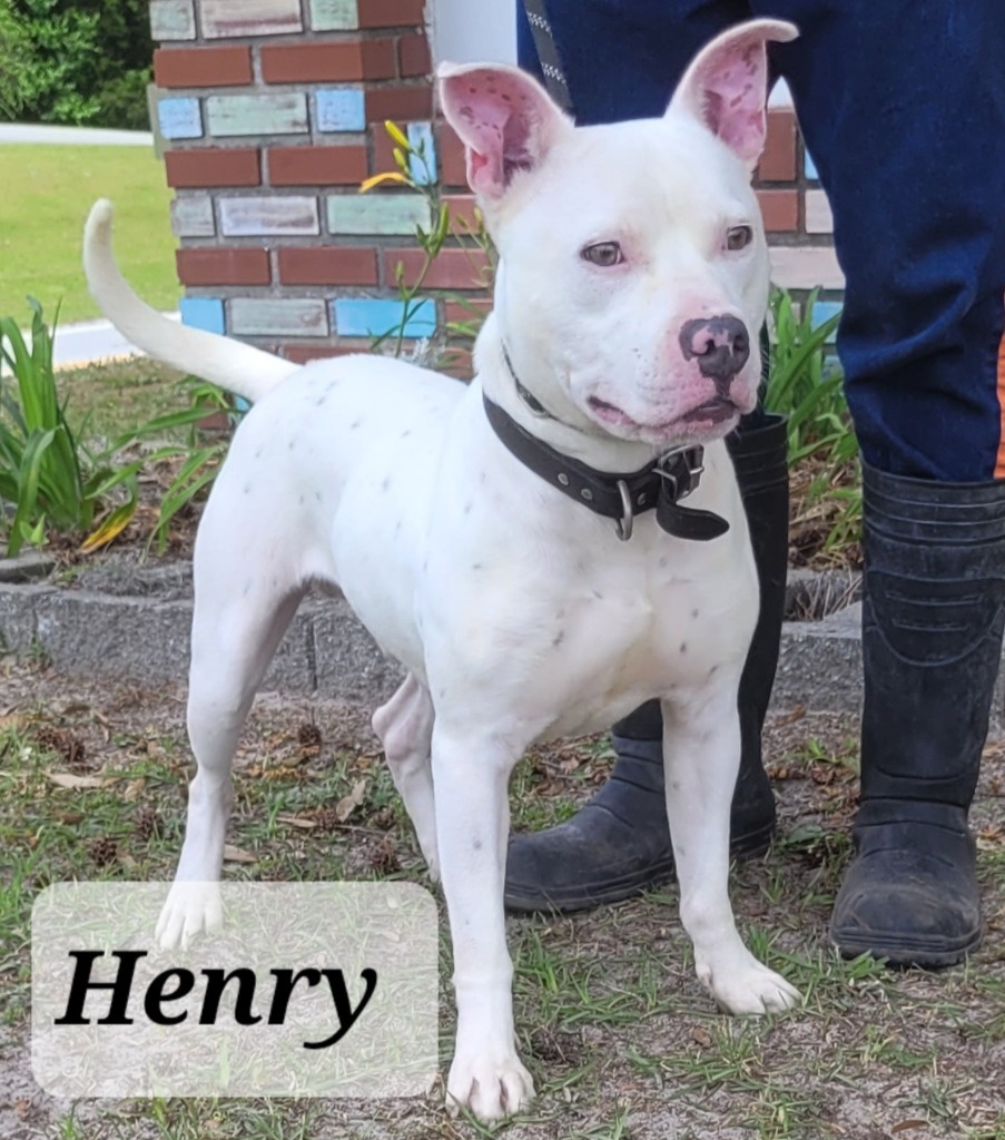 Henry