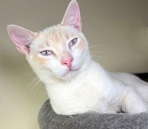 Meet Morning Star the adult cat whose stunning looks are just the beginning of his charm This feli