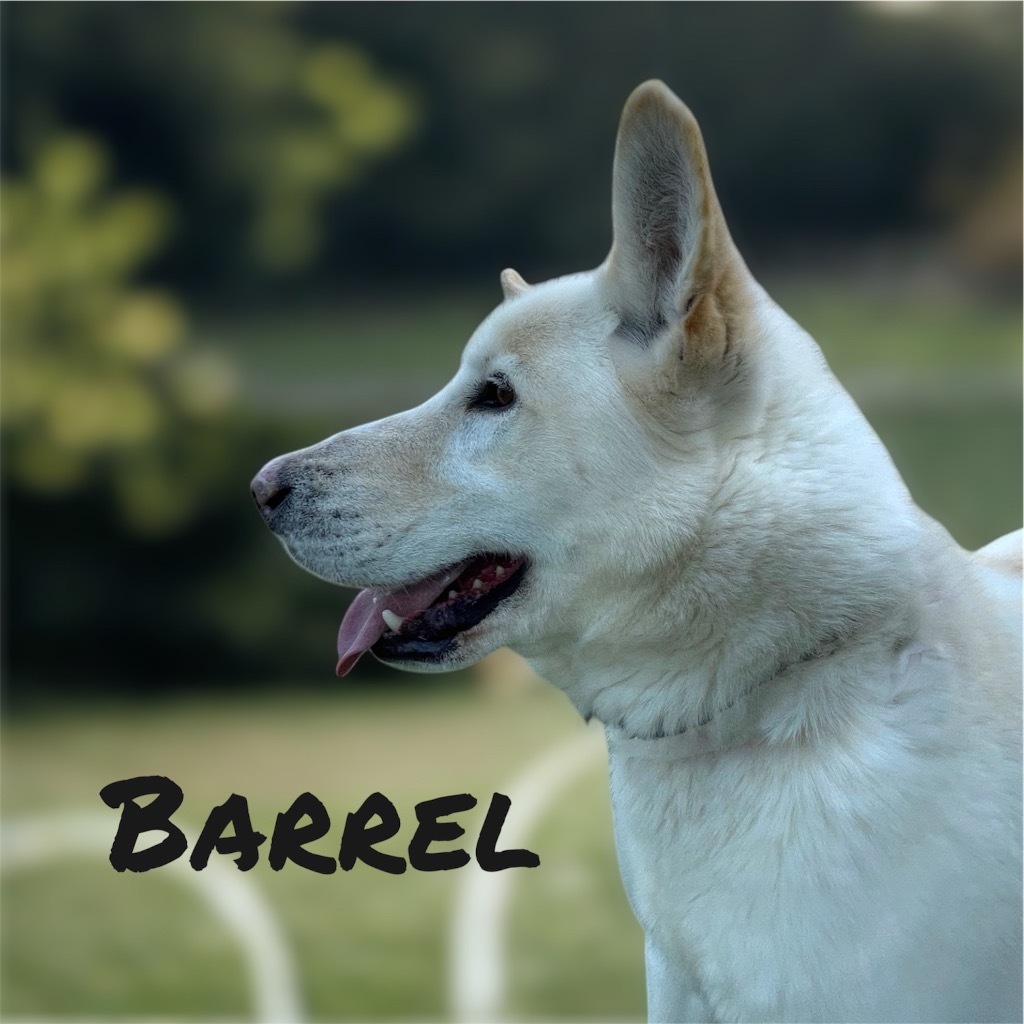 Barrel (Huxley), an adoptable Husky, Mixed Breed in Pittsfield, IL, 62363 | Photo Image 1