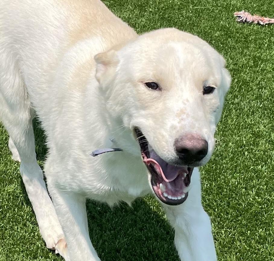Barrel (Huxley), an adoptable Husky, Mixed Breed in Pittsfield, IL, 62363 | Photo Image 2