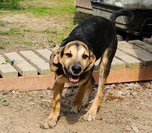 German shepherd best sale coonhound mix