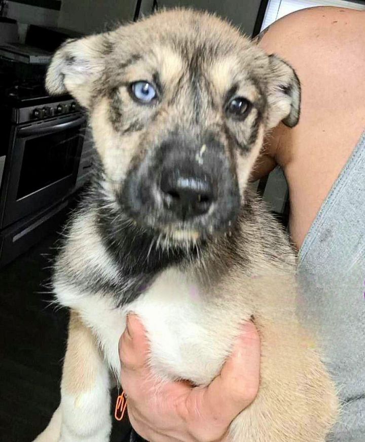 Husky mastiff clearance mix puppies