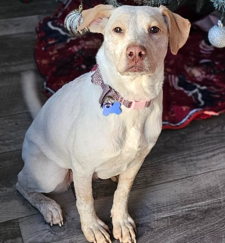 Kaliapy, an adoptable Labrador Retriever, Australian Cattle Dog / Blue Heeler in Waunakee, WI, 53597 | Photo Image 2