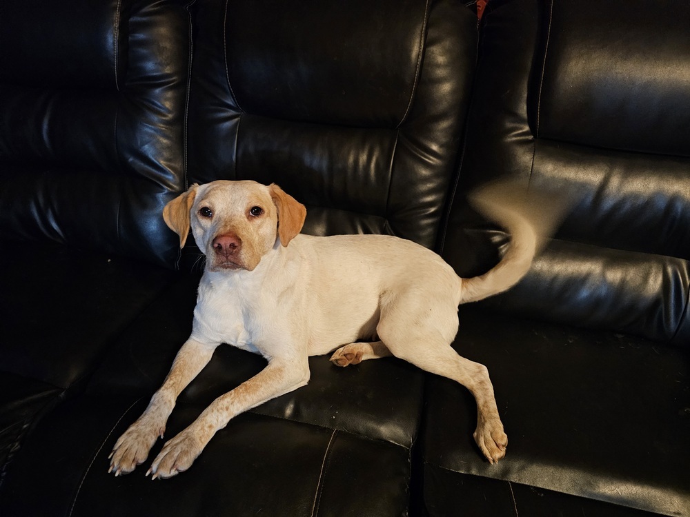 Kaliapy, an adoptable Labrador Retriever, Australian Cattle Dog / Blue Heeler in Waunakee, WI, 53597 | Photo Image 4