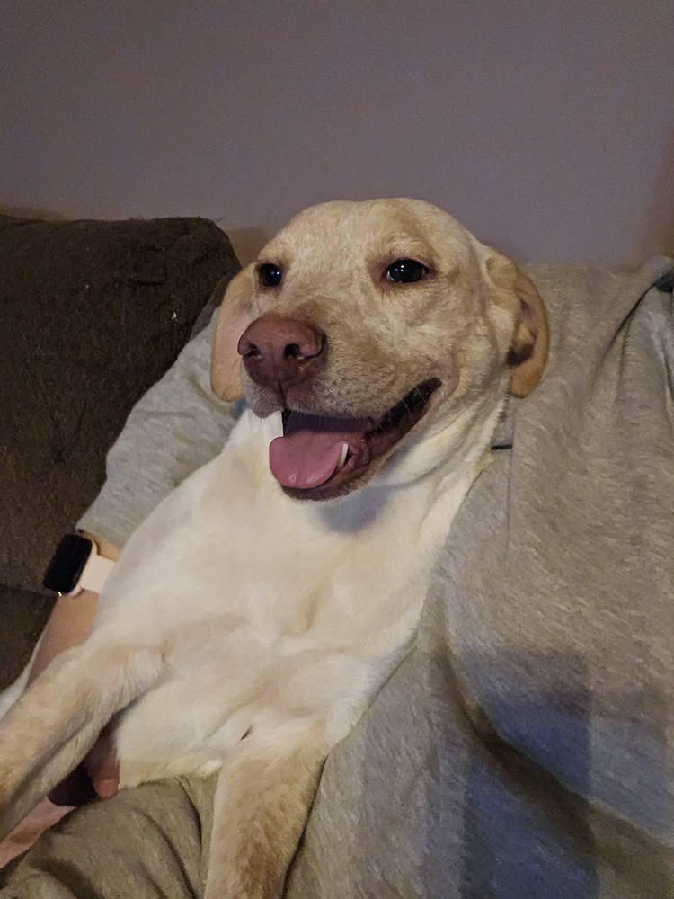 Kaliapy, an adoptable Labrador Retriever, Australian Cattle Dog / Blue Heeler in Waunakee, WI, 53597 | Photo Image 5