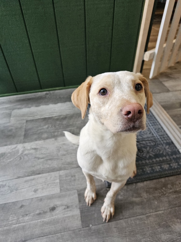 Kaliapy, an adoptable Labrador Retriever, Australian Cattle Dog / Blue Heeler in Waunakee, WI, 53597 | Photo Image 6