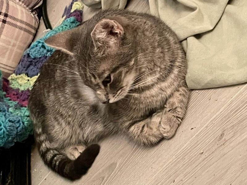 Puss in Boots