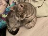 Puss in Boots photo 1