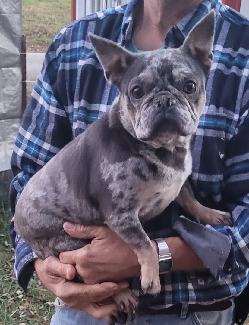 Frenchie females 4 available 