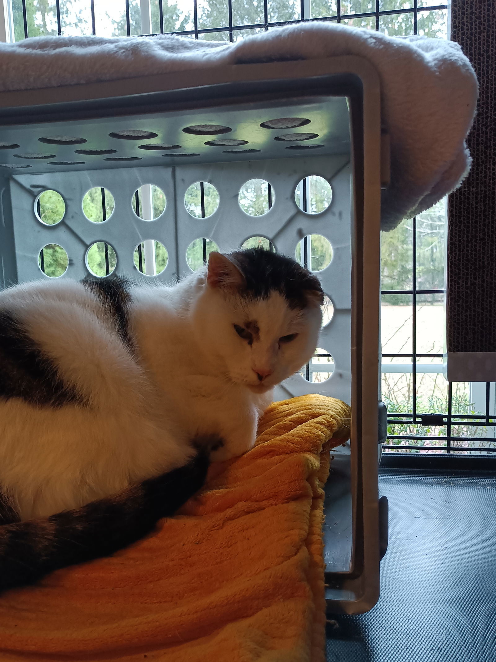 (ACCC Courtesy Post) Peanut