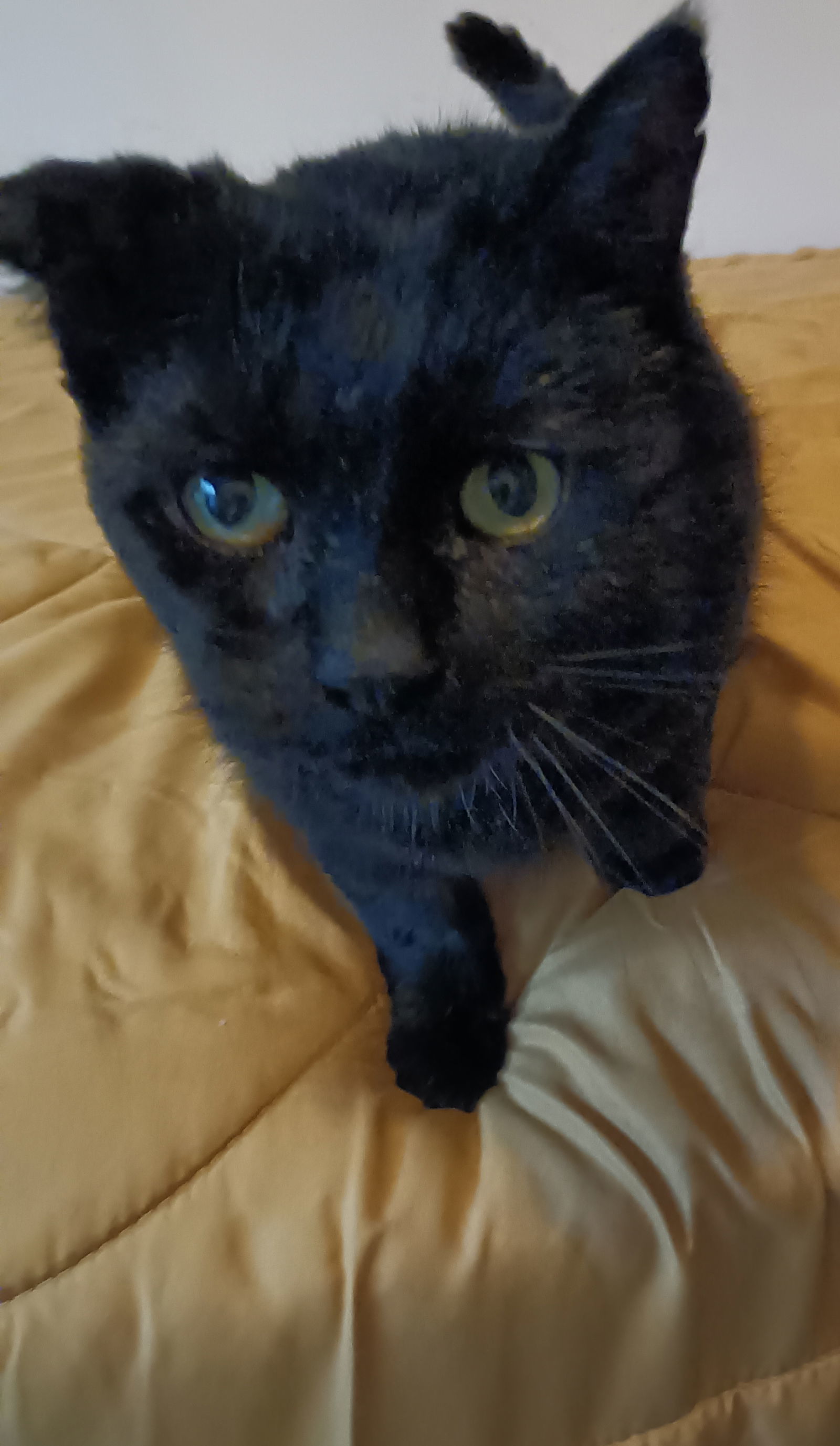 (ACCC Courtesy Post) Kiko (FIV+)