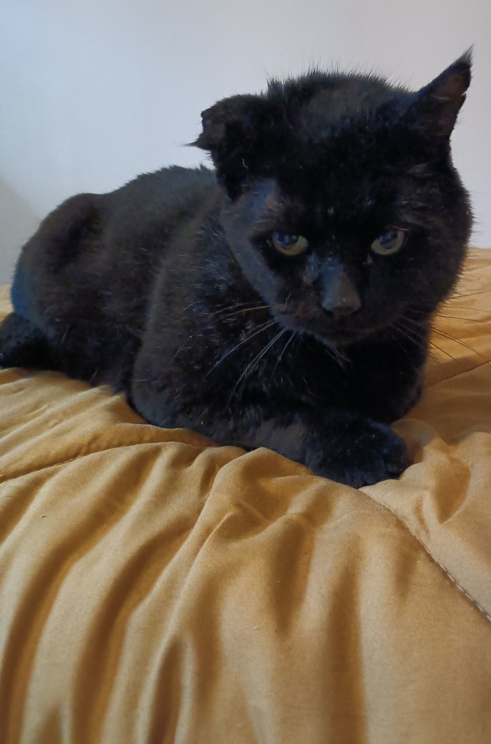 (ACCC Courtesy Post) Kiko (FIV+)