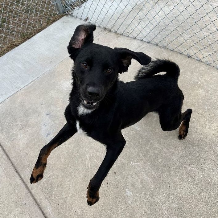 Dog for adoption - Cavattapi, a Patterdale Terrier / Fell Terrier ...